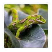South Korean man jailed for 14 months in New Zealand gecko smuggling sting