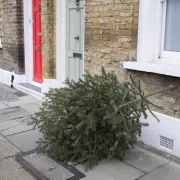 Southwark Festive Bin Collection Changes: Revised Dates & Free Tree Pickup