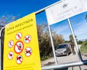 Spanish Officials Probe Lab Leak Theory in African Swine Fever Outbreak