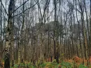 Stockton's Wood's Secret WWII Role: Where Bombers Hid Among the Trees