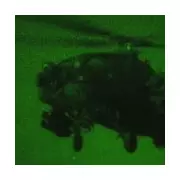 Trump Launches 'Large-Scale' Strikes on ISIS in Syria as Epstein Files Released