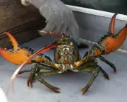 UK to Ban Live Boiling of Lobsters in Sweeping Animal Welfare Reforms