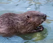 Zurich's Beaver Hotline: How a Swiss Canton Manages Winter Mayhem