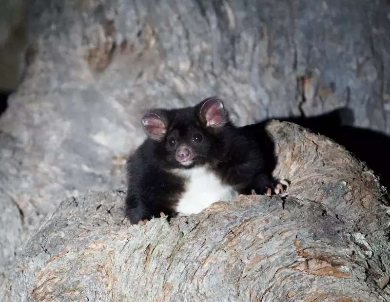 102 Greater Glider Den Trees Found in NSW Forest Slated for Logging