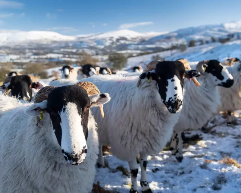 1951 Country Diary: Rough Fell Sheep's Ingenious Snow Survival in Yorkshire Dales