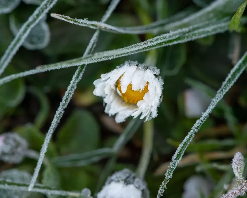 310 UK Native Plants Bloom in Winter, a 'Visible Signal' of Climate Breakdown