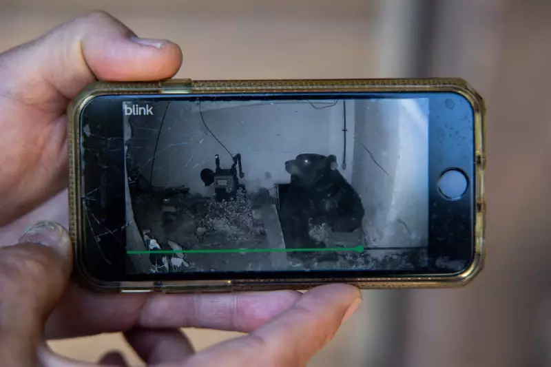 550lb Bear Removed from California Home as 'Bears Under Houses' Trend Grows