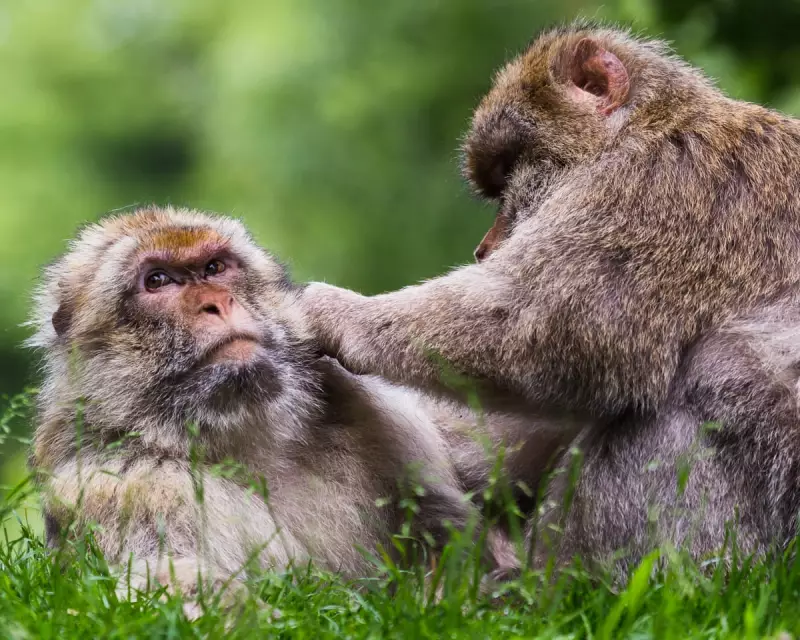 59 Primate Species Show Same-Sex Bonds to Survive Environmental Stress