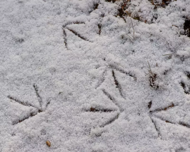 A Young Naturalist's Snowy Census: Tracking Wildlife in a Wintery Worcestershire Field