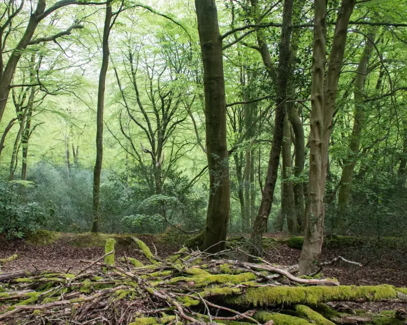 Academic Hails Paul Evans' Nature Writing as 'Profoundly Healing'