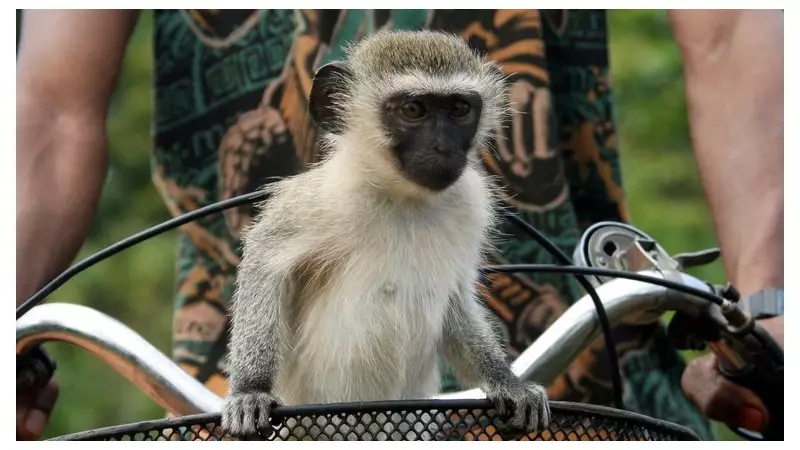 AI Complicates Hunt for Escaped Vervet Monkeys in St Louis