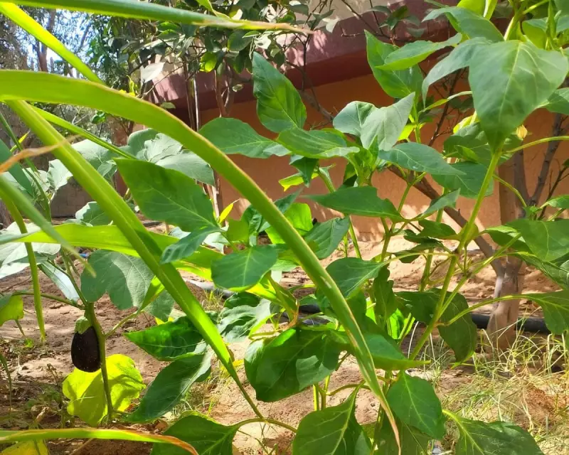 Amidst Gaza's Ruins, a Family's Garden Blooms as an Act of Defiance