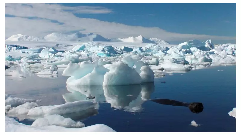 Antarctica's Fragile Ecosystem: How a 1°C Rise Threatens Unique Marine Life