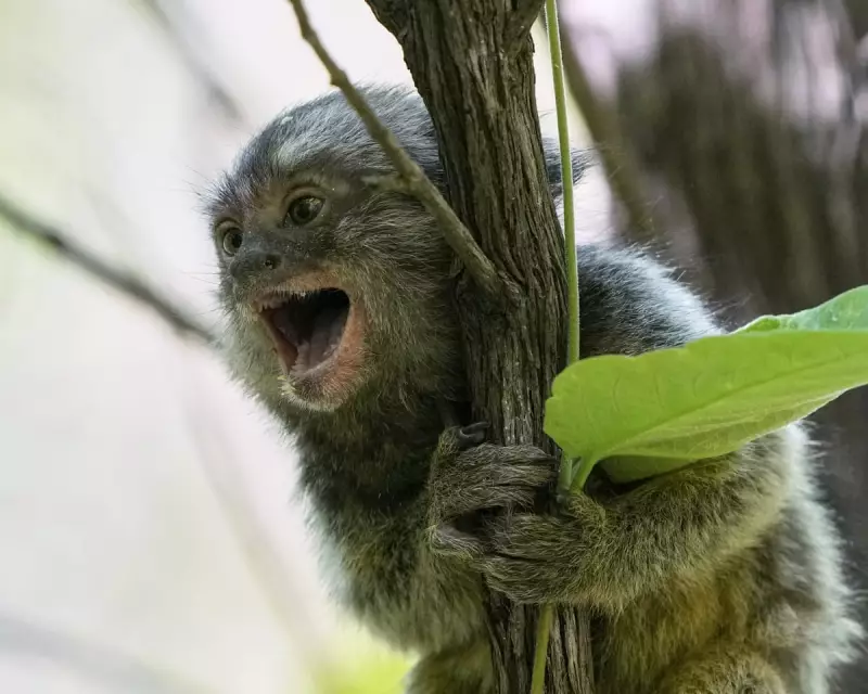 Australia Reviews Animal Research Code: 845,000 Lab Animals Under Scrutiny