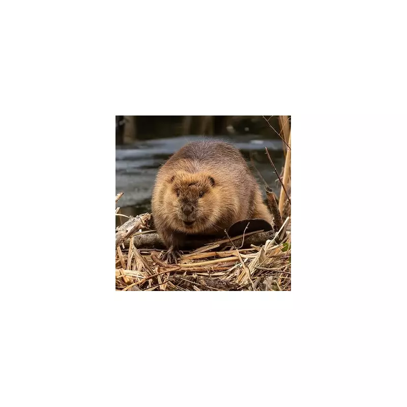 Beavers Set for Croydon Return: Rewilding Plan for South Norwood Country Park