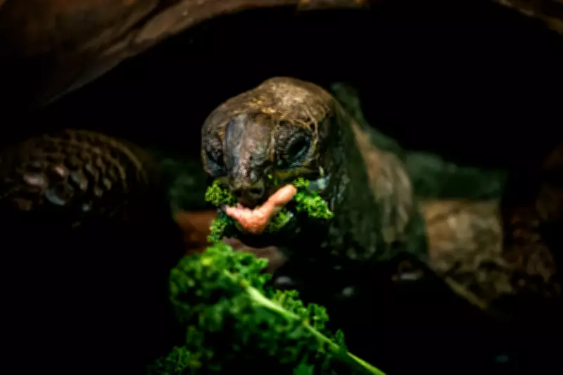 Beyond Diet Fads: The Simple Blue Zone Approach to Eating for Longevity