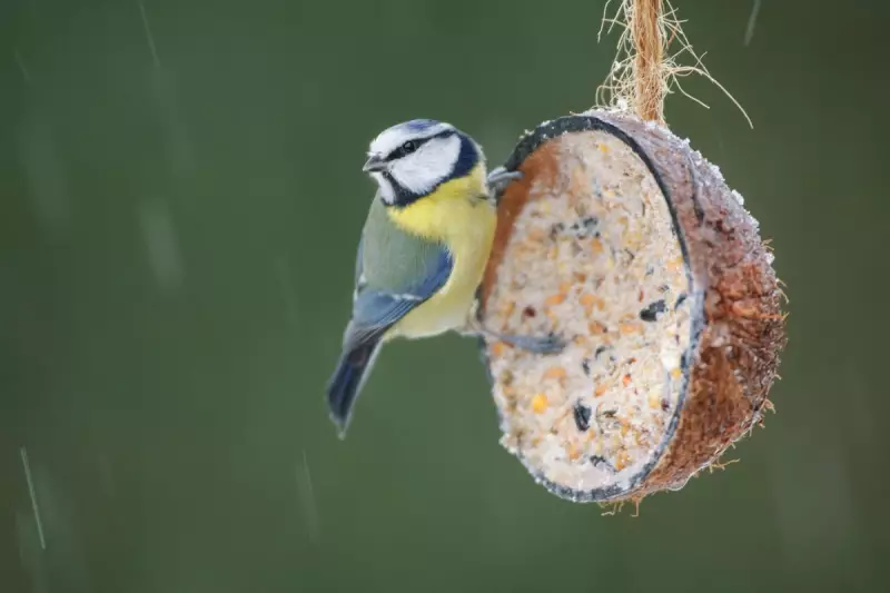 Big Garden Birdwatch 2026: How to Feed Birds Cheaply & Safely
