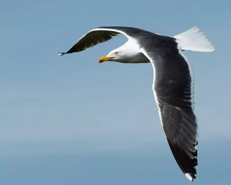 Birdwatching in West Yorkshire: Finding Joy in 38 Species