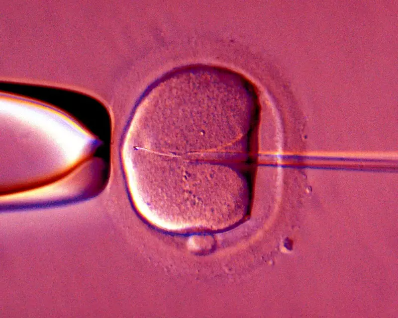Breakthrough: Human Eggs Rejuvenated, Boosting IVF Success Rates