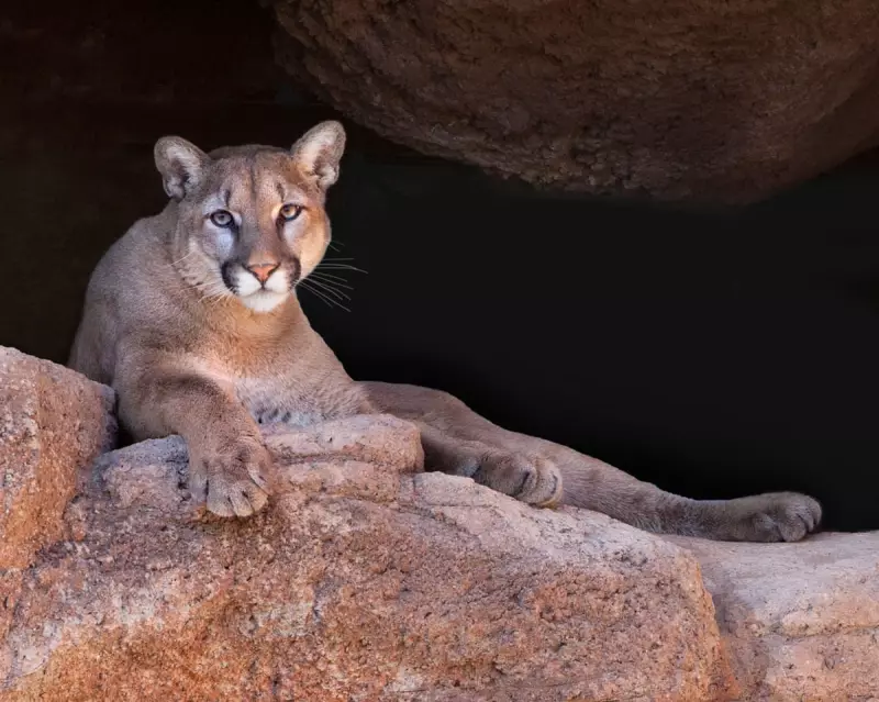 Colorado Mountain Lion Attack: Woman Found Dead on Hiking Trail