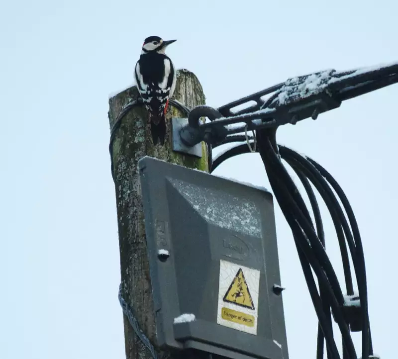 Dartmoor Woodpecker's Unusual Percussion: Plastic Box Dawn Drumming