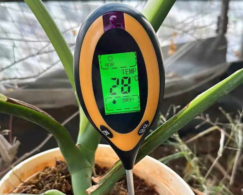Do Moisture Meters Really Prevent Overwatering Houseplants?