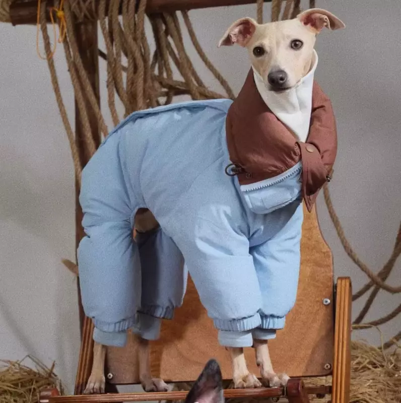 Dog Clothing Sales Soar 33% as UK Pet Owners Embrace 'Mini-Me' Fashion