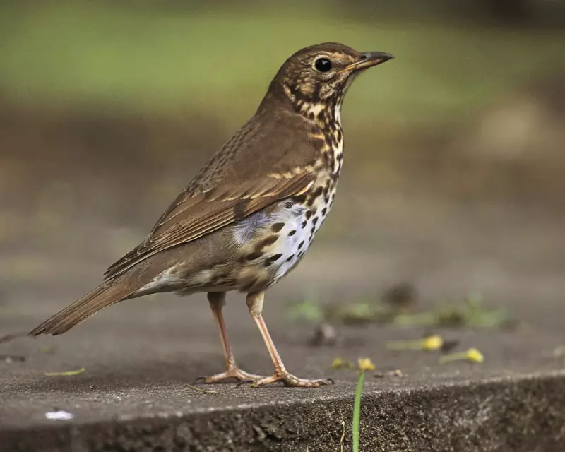 European Cold Snap Could Bring Surprise Bird Migrants to UK Gardens