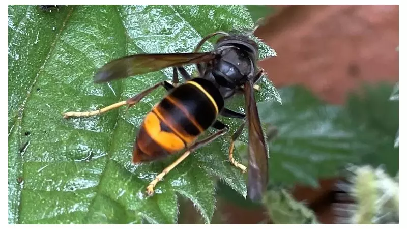 First Asian Hornet Nest Discovery in Wales Prompts Government Warning