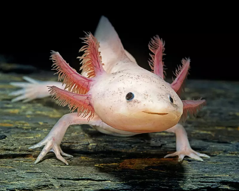From Pokémon to Pop Culture: How Axolotls Captured Global Hearts