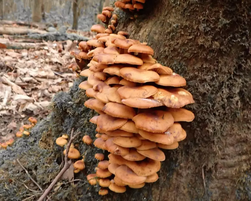 From Toxic Dump to Thriving Woodland: Mousley Bottom's 40-Year Transformation