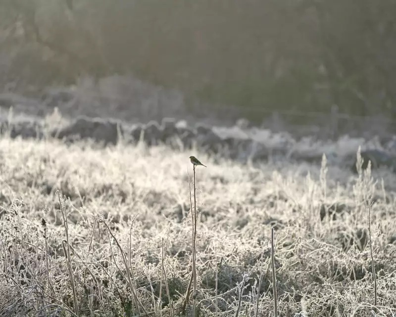 Frozen Fields, Fluttering Flocks: How a Cairngorms Community Project Feeds Winter Finches