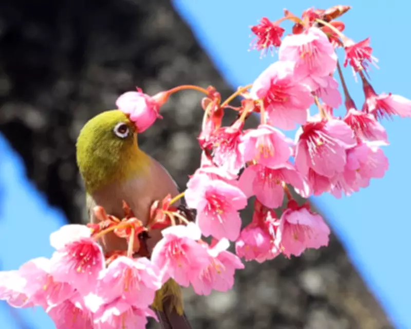 Global Snapshot: From Tokyo Blossoms to Hudson Ice in Daily Photos