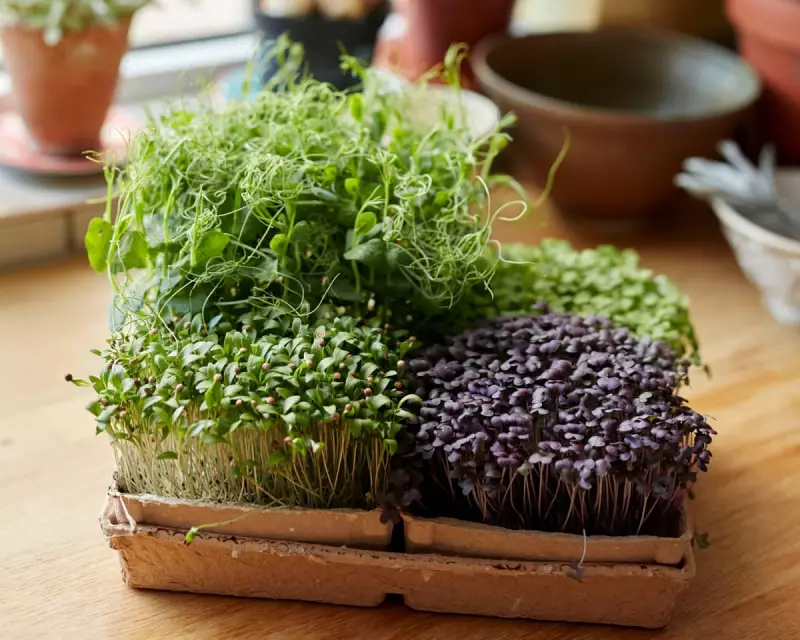 Grow Microgreens Indoors This Winter: A Simple Guide for UK Gardeners
