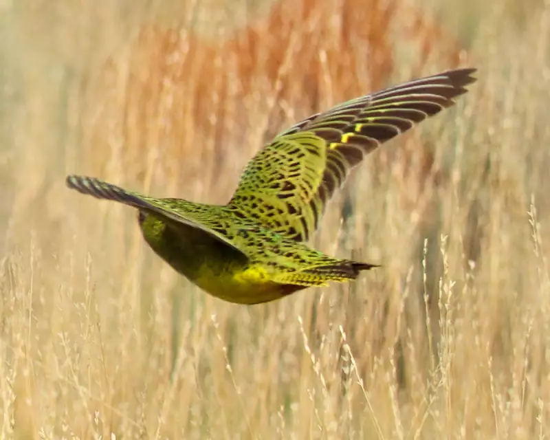 Habitat Loss Doubles for Australia's Threatened Species in 'Distressing' Surge
