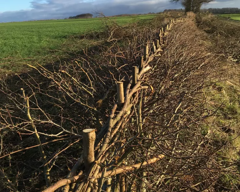 Hedge Laying in Kent: The Ancient Craft Shaping Britain's Living Landscape