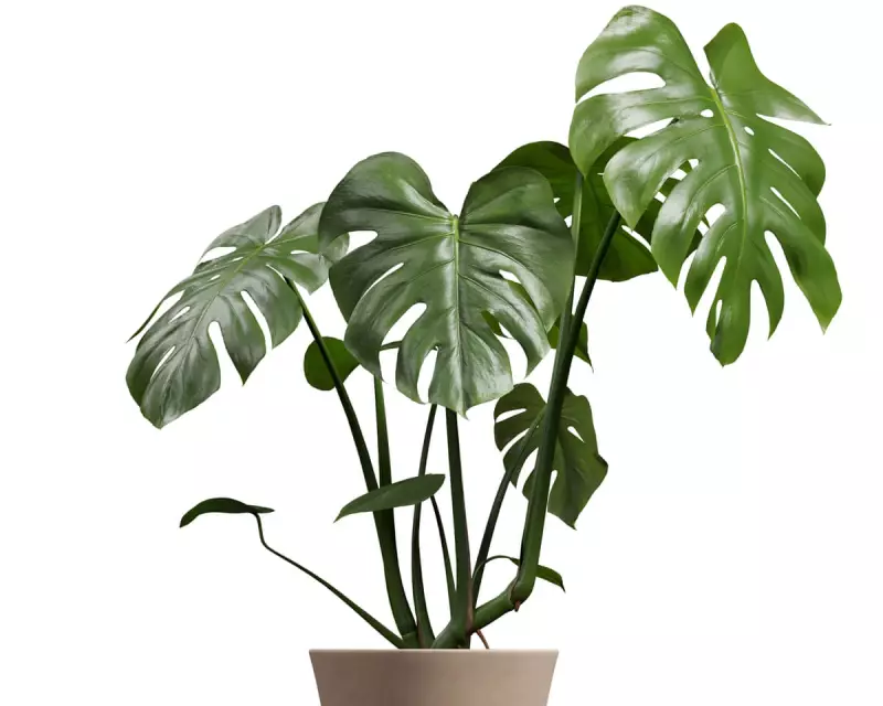 Houseplant First Aid: How Straw Splints and Cinnamon Can Heal Minor Stem Damage