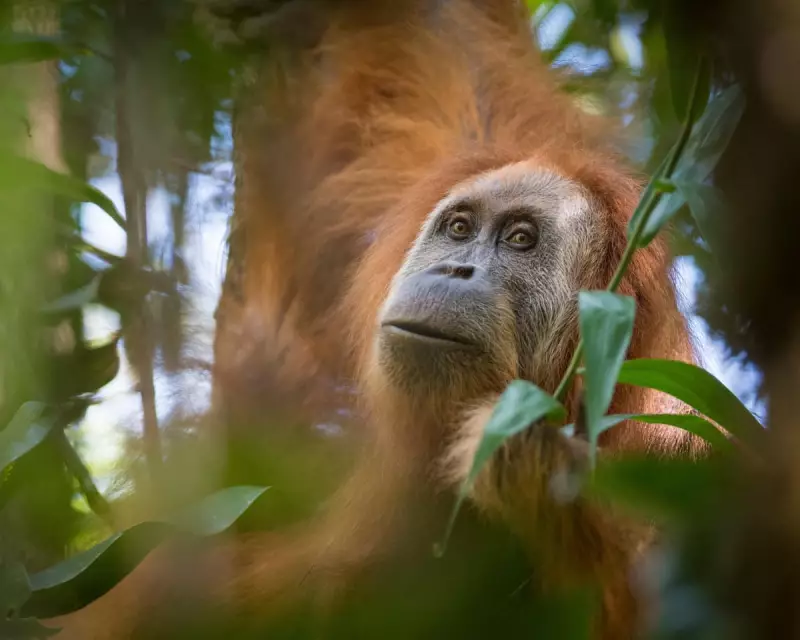 Indonesia Cracks Down on Mining Firms After Floods Decimate World's Rarest Ape