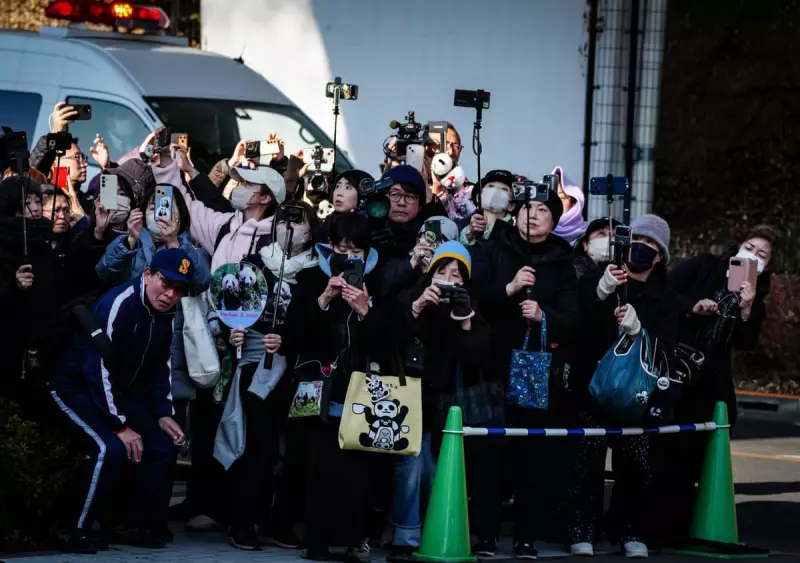 Japan's Last Pandas Depart for China Amid Diplomatic Tensions