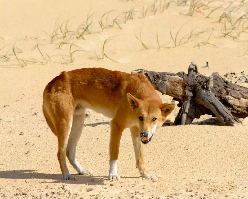 K'gari Dingo Cull Sparks Extinction Fears After Tourist Tragedy