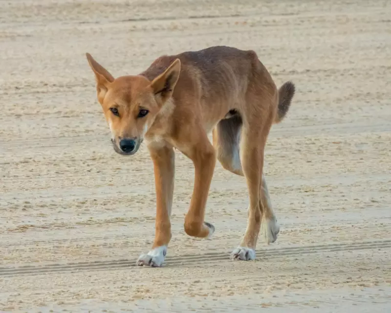 K'gari Dingo Pack to be Euthanised After Tourist Death Sparks Safety Concerns