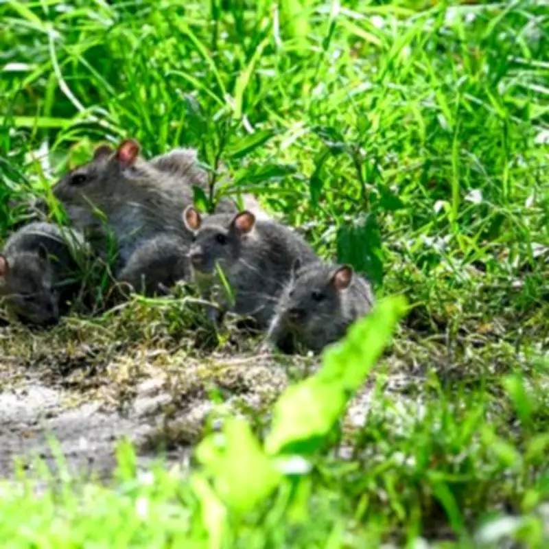 London Broadband Firm Collapses After Rats Chew Fibre Cables