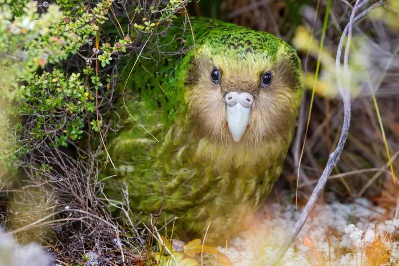 Mega Fruit Crop Sparks Hope for Critically Endangered Kākāpō Parrots