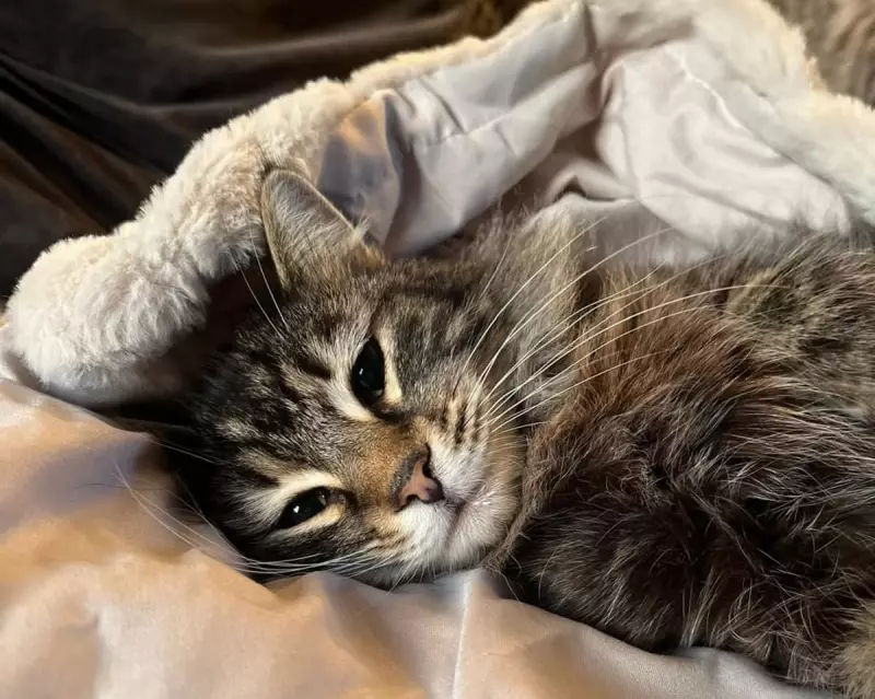 Missing Cat Nora Returned After Amazon Driver Abduction in Yorkshire