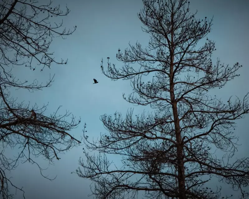 Navigating Life's Pivot Points: The 'Looking-at-Trees' Phase at 50