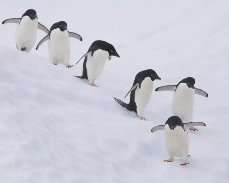 NHS Urges Public to 'Walk Like a Penguin' to Avoid Winter Slips and Falls