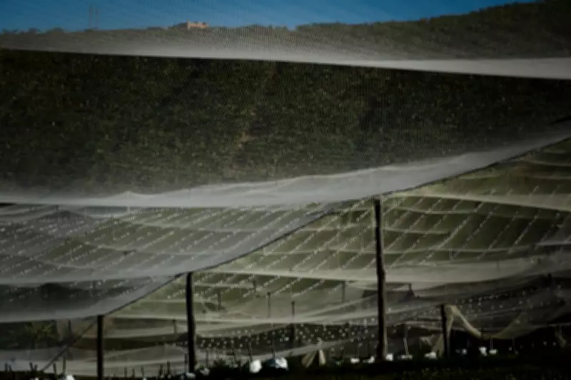 NSW Greens Push for Council Powers Over Berry Farm Regulation