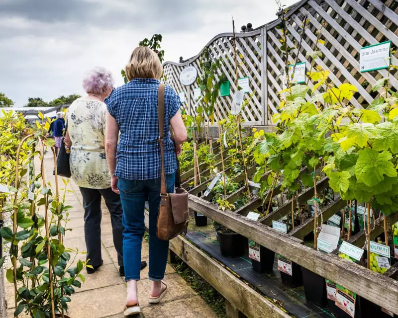 Over Half of UK Garden Plants Vanish from Sale, Charity Warns