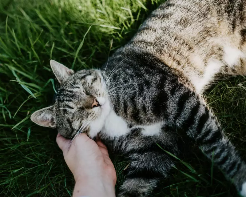 Pet Bereavement Study: 95% of UK Owners Grieve as for a Family Member