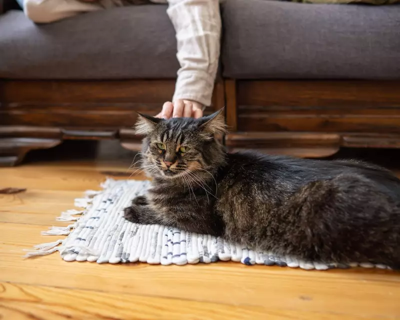 Pet Grief Can Match Human Loss, New Study Reveals